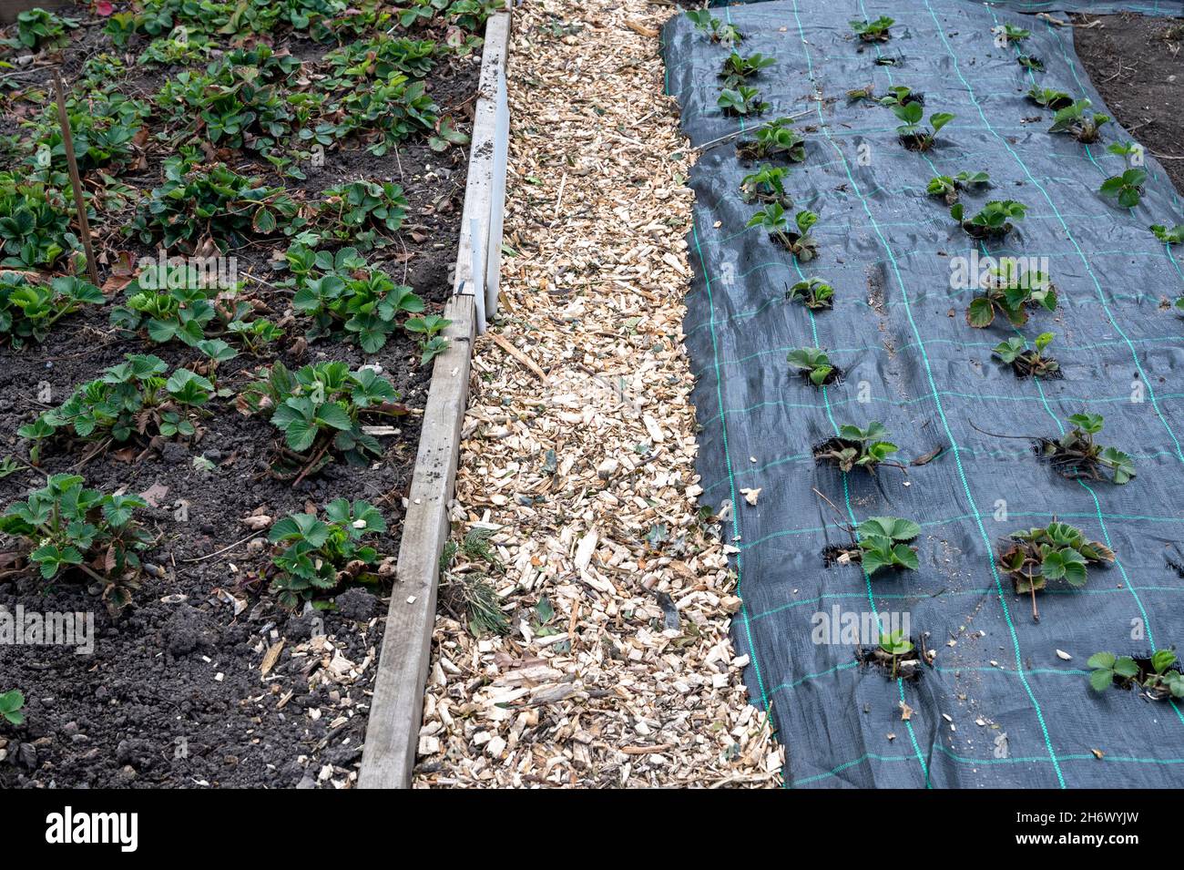Methoden zum Anbau von Erdbeeren unter Verwendung von Hochbeeten oder Unkrautunterdrückungsmitteln. Stockfoto