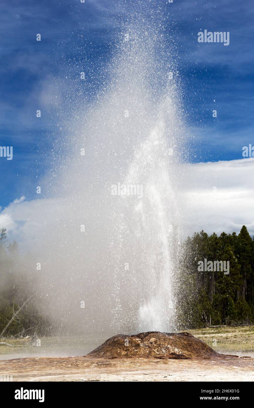 Pink Cone Geysir bei Eruption, Lower Basin, Yellowstone National Park, USA Stockfoto