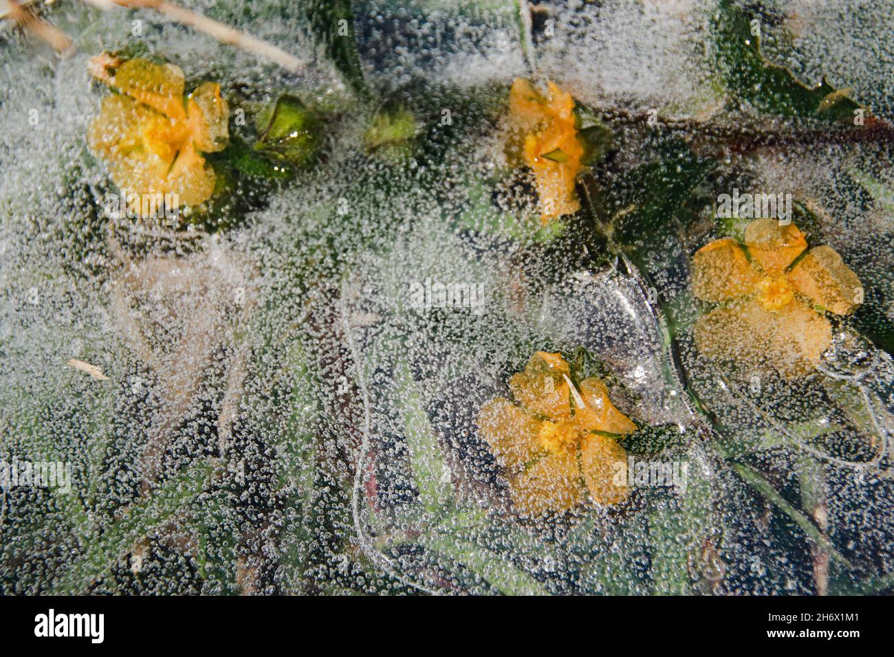Gelbe Blüten, die im auftauenden Eis gefangen sind und das Konzept des Winters zeigen, der dem Frühling oder dem Saisonwechsel Platz macht Stockfoto
