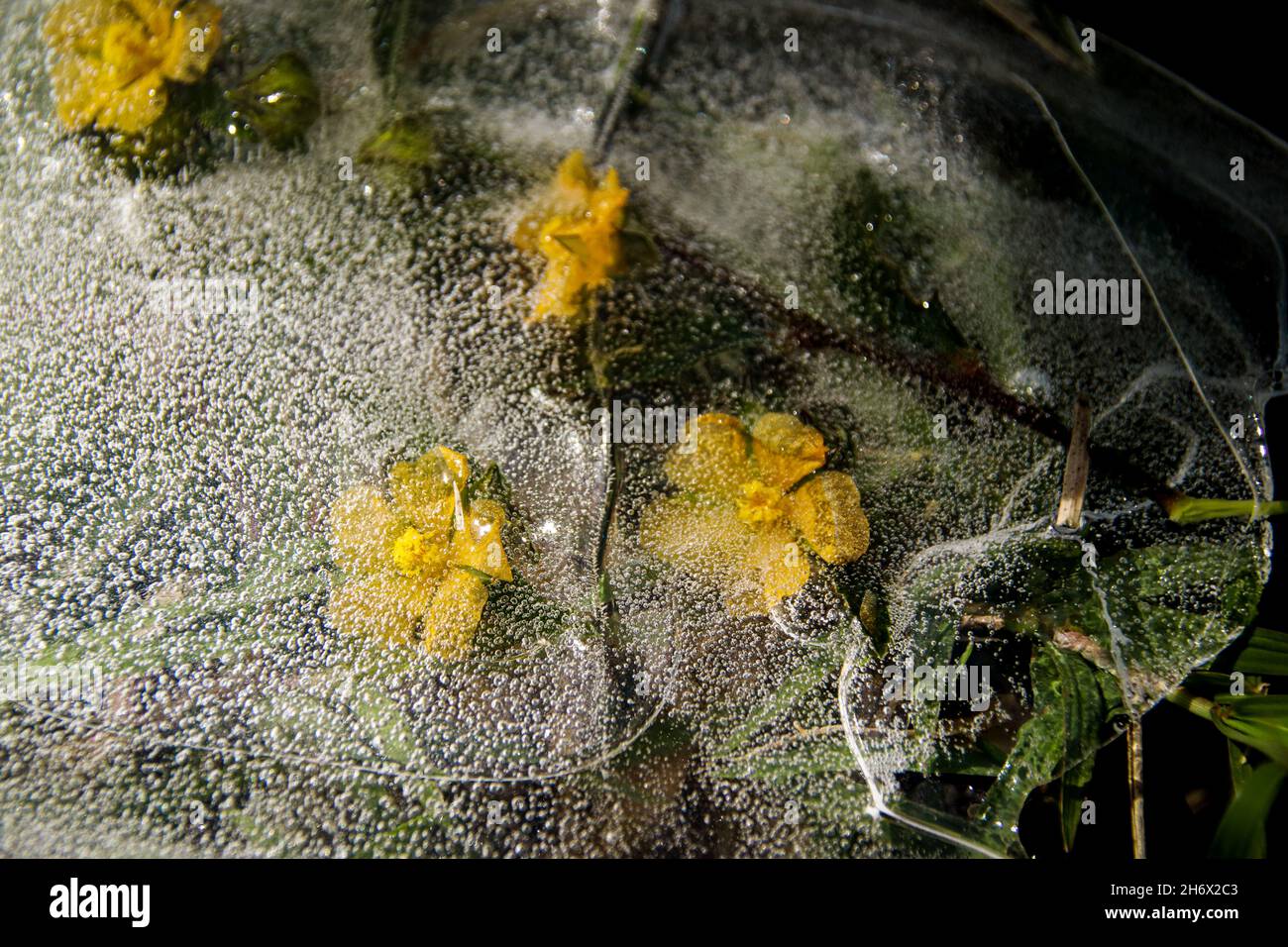 Gelbe Blüten, die im auftauenden Eis gefangen sind und das Konzept des Winters zeigen, der dem Frühling oder dem Saisonwechsel Platz macht Stockfoto
