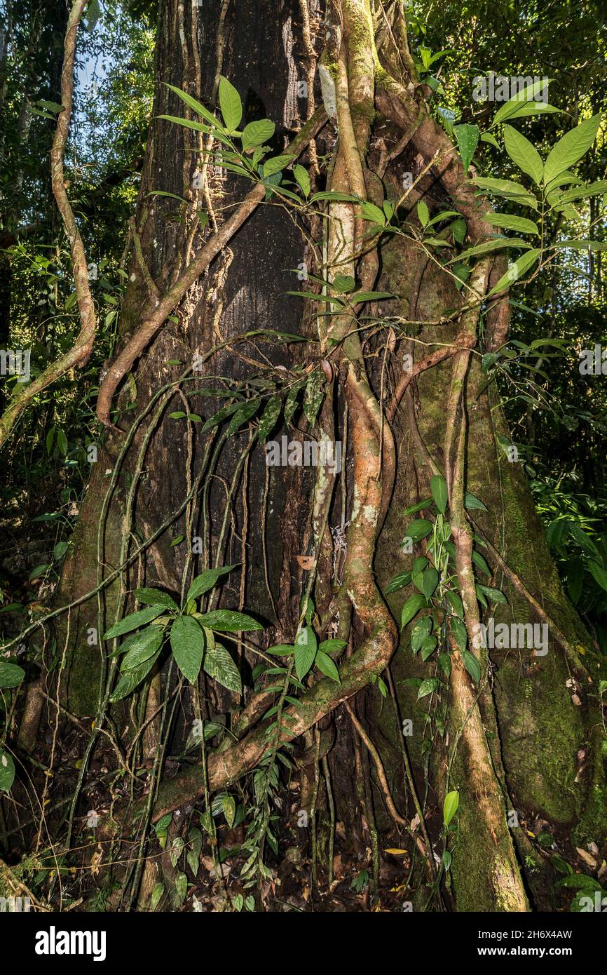 Epiphyte Wurzeln im Regenwald, Mulu, Malaysia Stockfoto