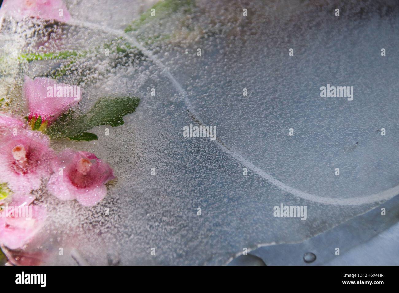 Im auftauenden Eis vereiste rosa Blüten, die das Konzept des Winters zeigen, der dem Frühling oder Saisonwechsel Platz macht Stockfoto
