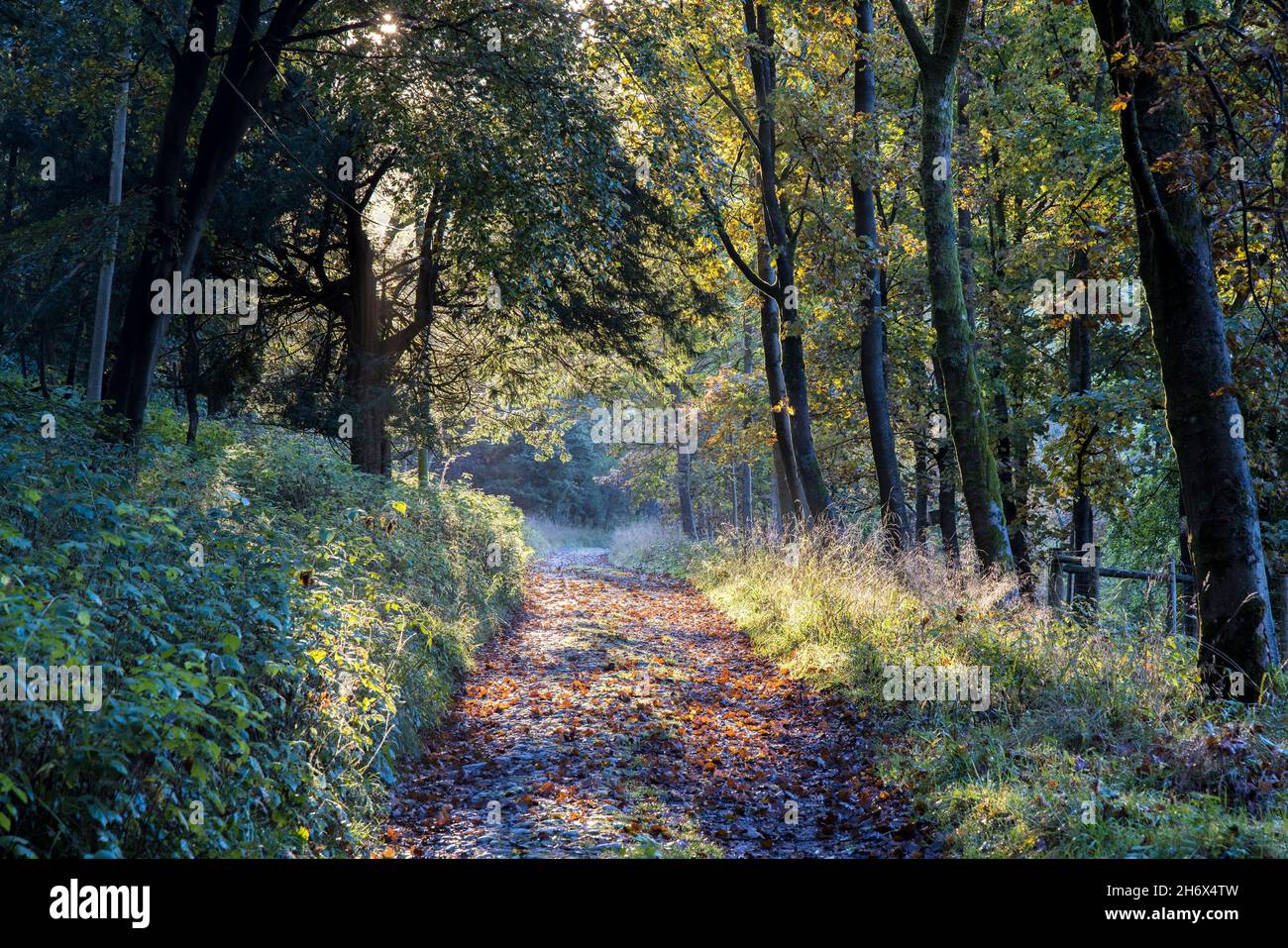 Waldweg auf dem Pennine Way, Malham Tarn, Yorkshire Dales, Großbritannien Stockfoto
