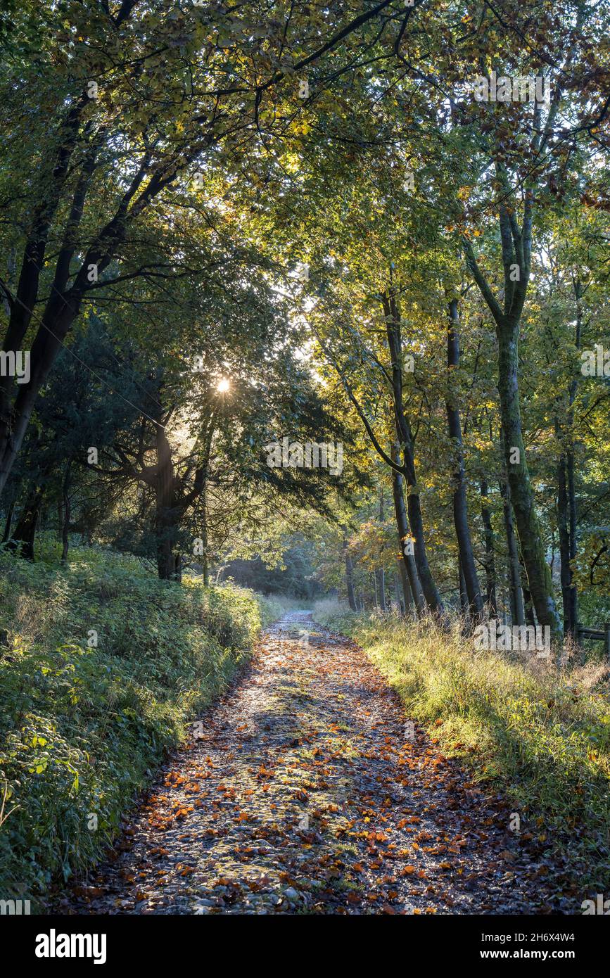 Waldweg auf dem Pennine Way, Malham Tarn, Yorkshire Dales, Großbritannien Stockfoto