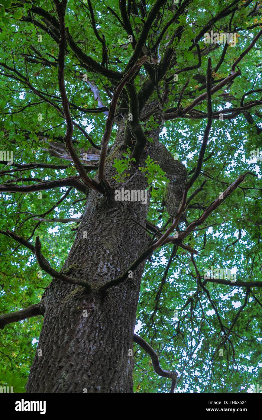 Baum füllt das Bild gegen den blauen Himmel im Sommer. Stockfoto