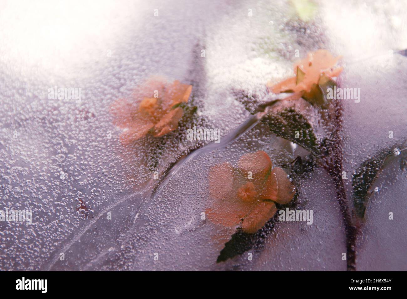 Gelbe Blüten, die im auftauenden Eis gefangen sind und das Konzept des Winters zeigen, der dem Frühling oder dem Saisonwechsel Platz macht Stockfoto