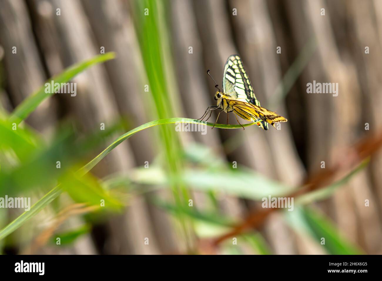 Gelber Schmetterling auf dem Gras an einem sonnigen Tag Stockfoto