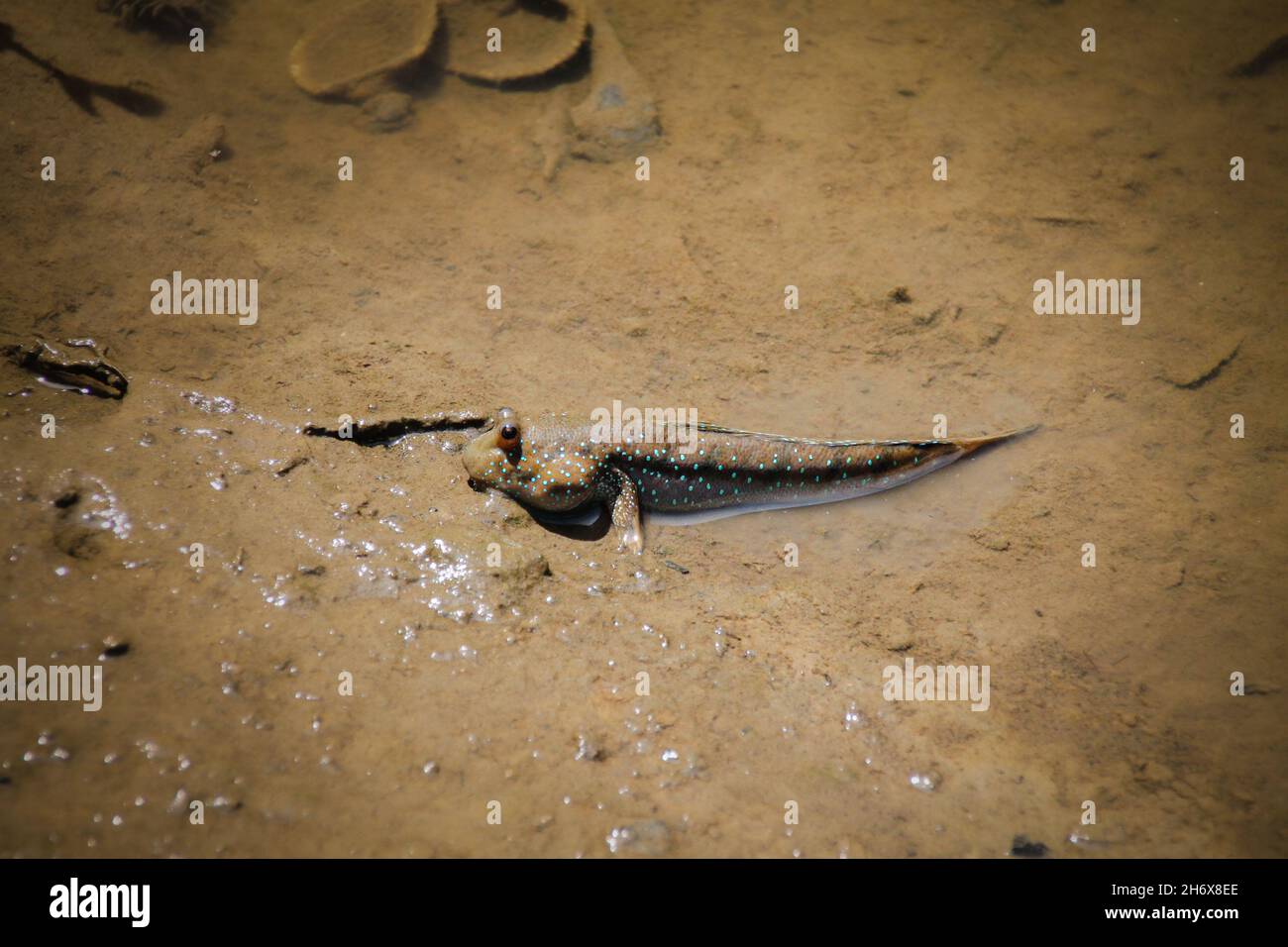 Ein Schlammkipper oder Periophthalmus barbarus, ein amphibischer Fisch, der mit dem schlammigen Sumpf getarnt ist Stockfoto
