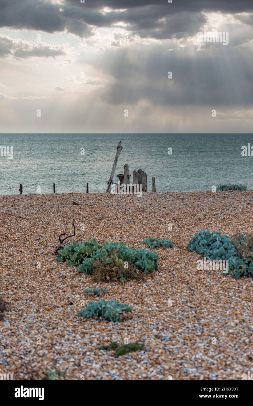 Treibholz am Strand im Rye Harbour Nature Reserve in East Sussex, England Stockfoto