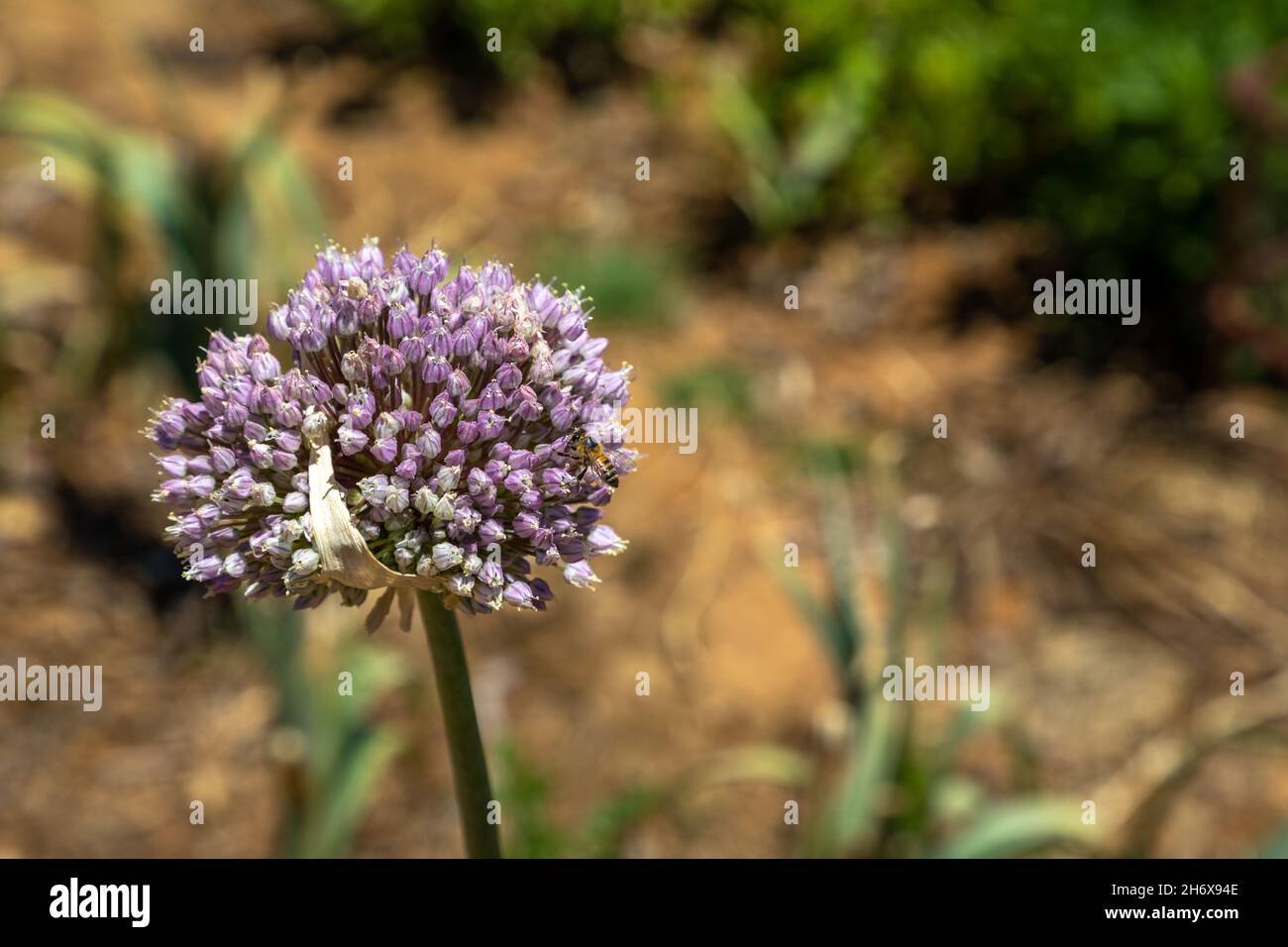 Selektiver Fokus, Nahaufnahme, auf eine Blume einer Knoblauchpflanze und einer Biene. Die Biene ist damit beschäftigt, die Blume zu bestäuben. Stockfoto