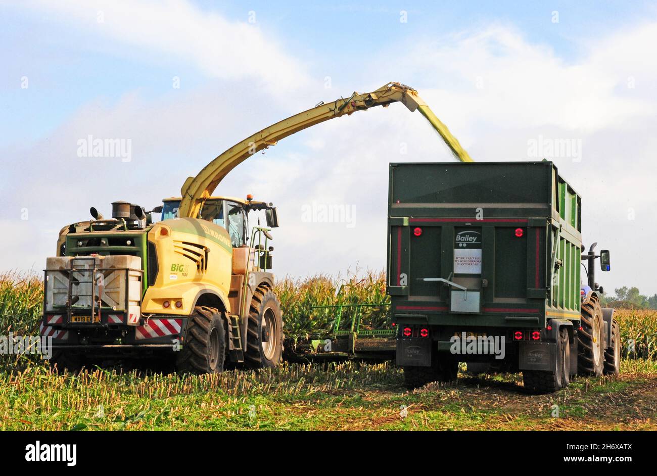 Feldhäcksler erntet Mais für Viehfutter und schießt Mais in einen Anhänger. Stockfoto