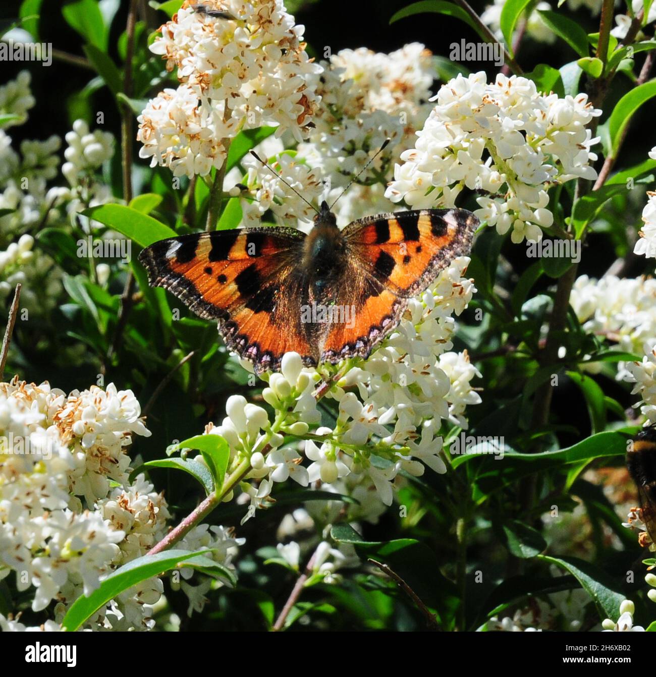 Kleiner Schildpatt-Schmetterling auf der Privatblüte. Stockfoto