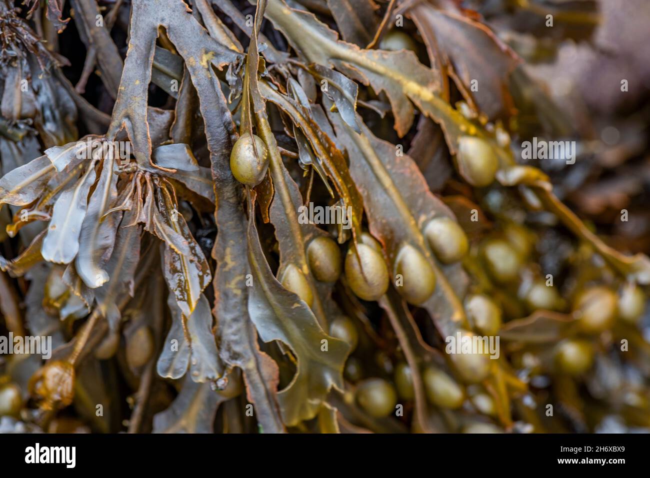 Blasentang-Algen an der Küste der Insel wight, gewöhnliche Algen, grüne schleimige Blasentang-Algen. Stockfoto