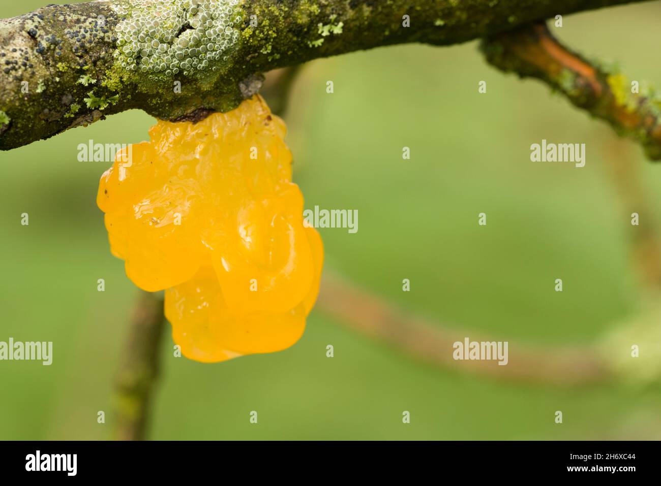 Gelber Hirnpilz (Tremella mesenterica), der auf einem toten Zweig eines europäischen Aschenbaums im Ubley Warren Nature Reserve in den Mendip Hills, Somerset, England, wächst. Auch bekannt als Golden Jelly Fungus, Witches Butter und Yellow Trembler. Stockfoto