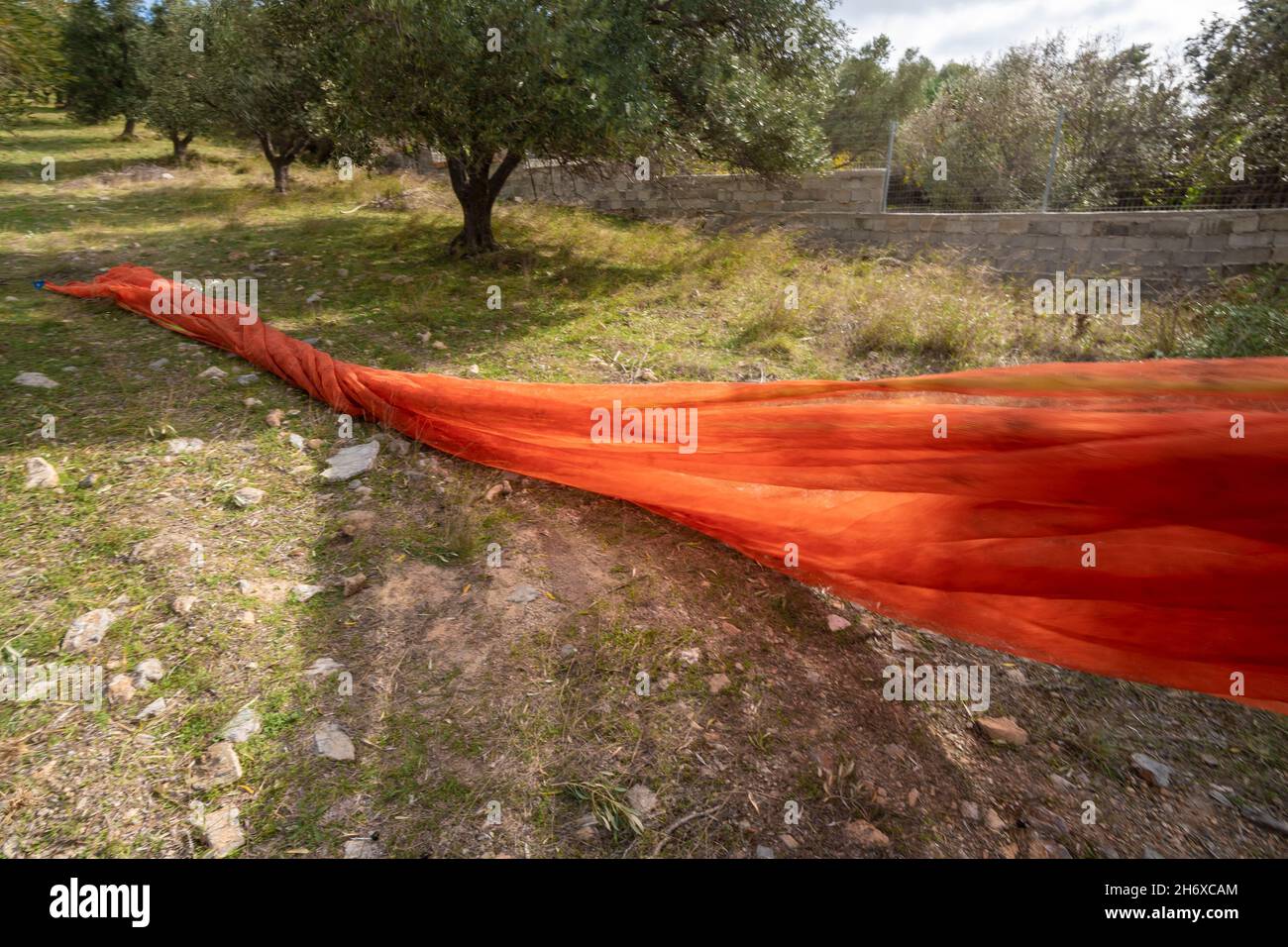 Olivenernte mit Orangennetzen in Keratea in Griechenland Stockfoto