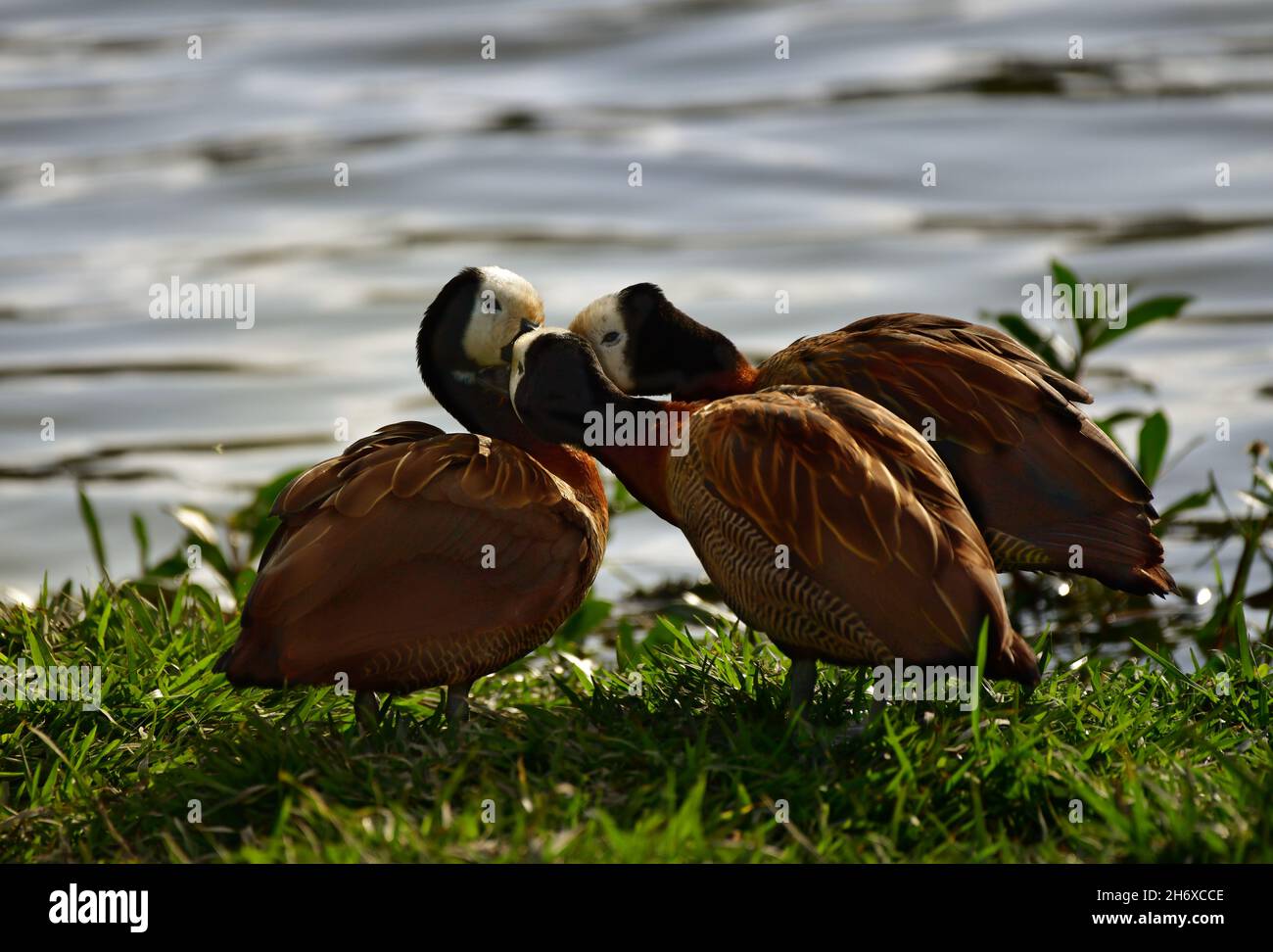 Weißgesichtige pfeifende Entenmutter füttert ihre Küken (Dendrocygna viduata) Stockfoto