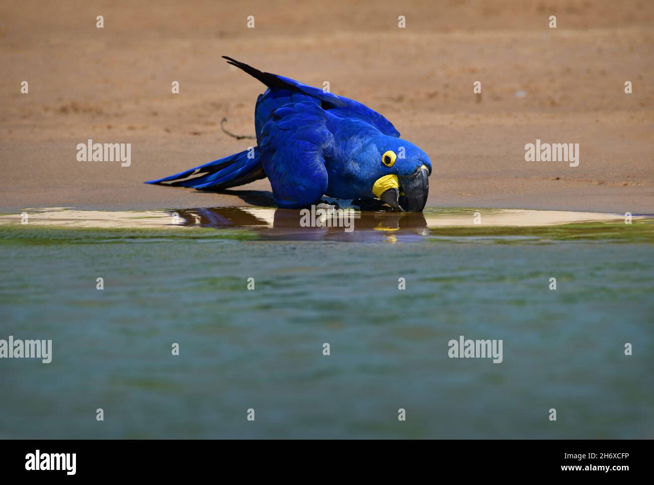 Hyazinthara (Anodorhynchus hyazinthus) Trinkwasser im Flussufer. Pantanal, Brasilien Stockfoto