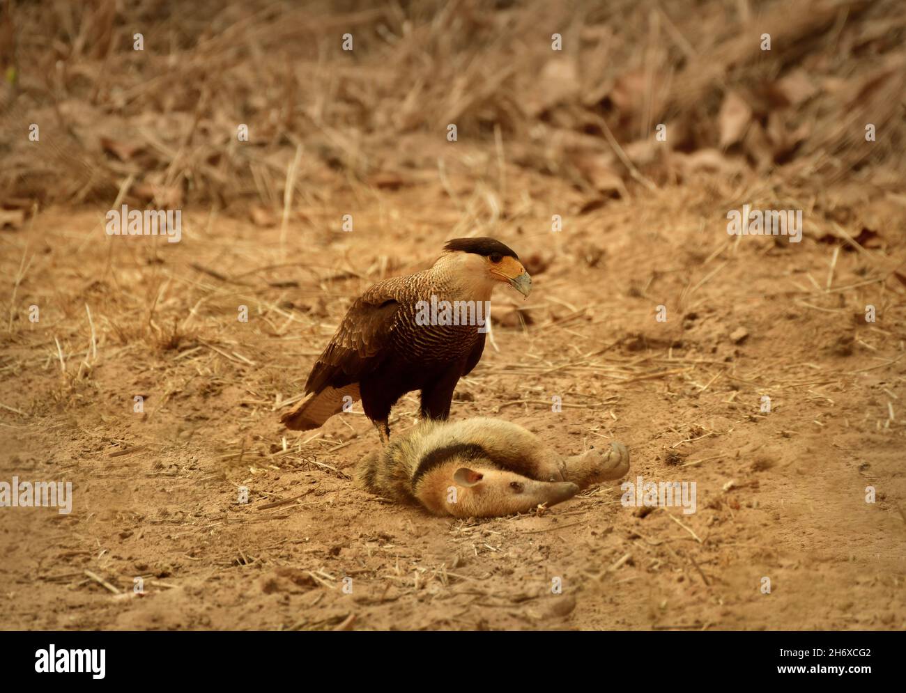 Caracara (Caracara plancus), die an toten Tamandua ernährt. Pantanal, Brasilien Stockfoto