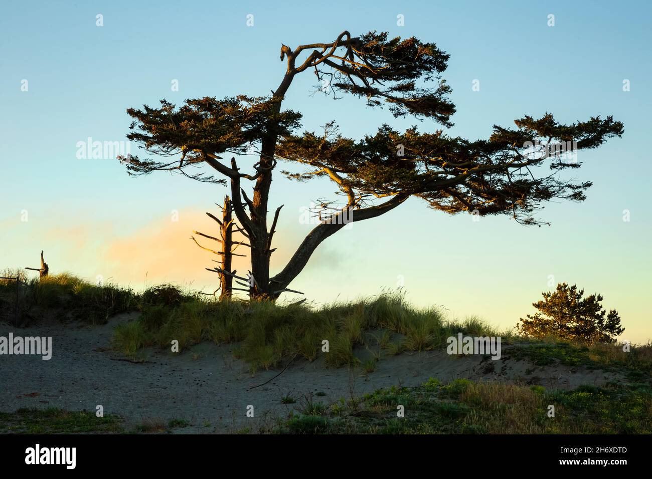 WA19795-00...WASHINGTON - Wind geformter Baum wächst auf den Sanddünen am Rande der Straße von Juan de Fuca im historischen Fort worden State Park Stockfoto