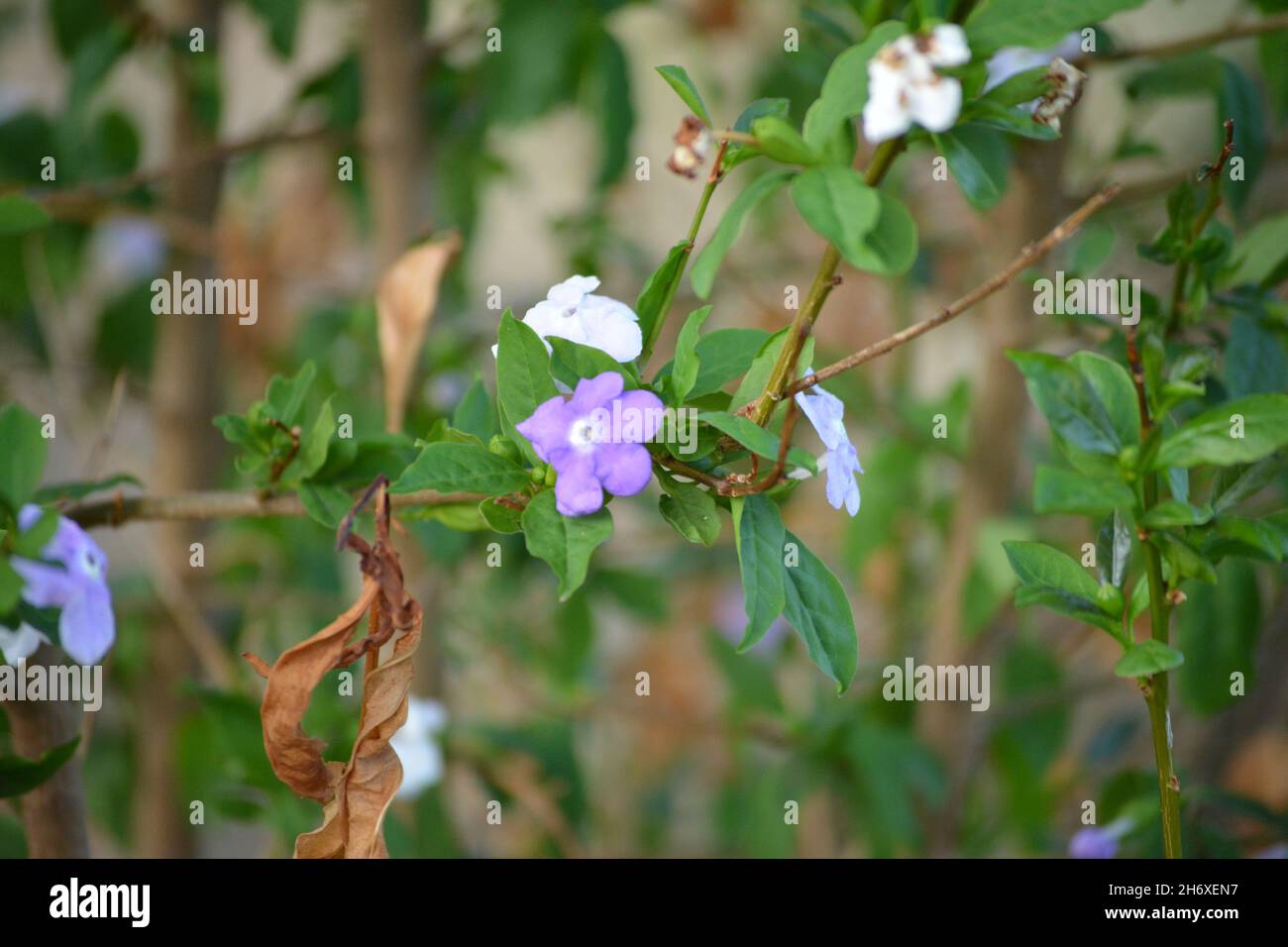 Die einfachen, aber hübschen Blüten eines Gestern-heute-Morgen-Busches Stockfoto