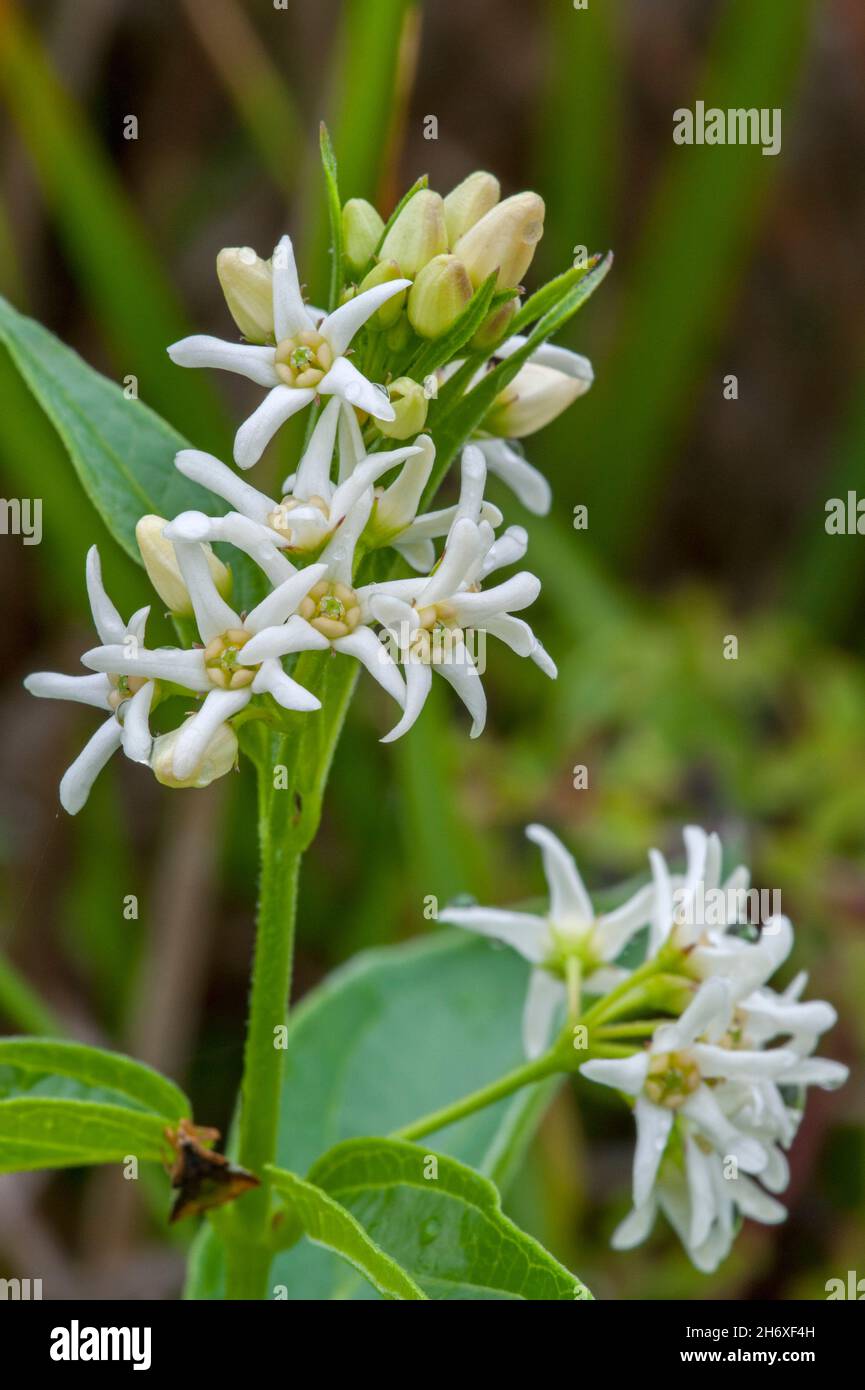 Weiße Schwalbenwürze / weißes Schwalbenkraut (Vincetoxicum hirundinaria / Vincetoxicum Album / Cynanchum vincetoxicum) in Blüte, aus Eurasien stammend Stockfoto