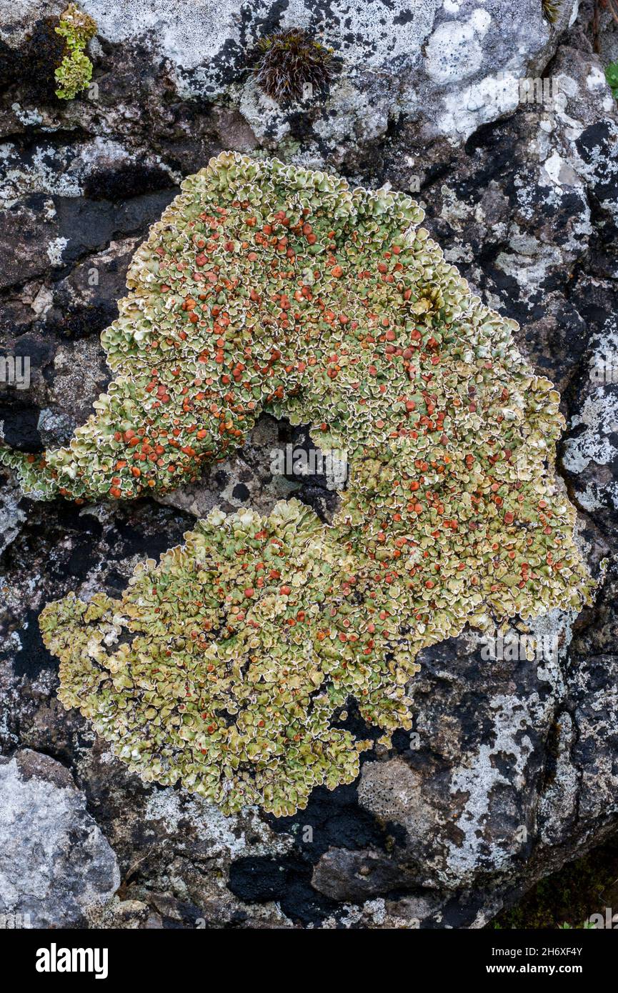 Stonewall-Felsenflechte / Robed-Felsenflechte (Lecanora muralis / Protoparmeliopsis muralis / Lichen muralis), Krustenflechte auf Felsen Stockfoto