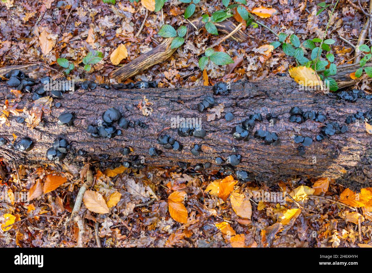 Ungenießbarer schwarzer Hexenbutterpilz Exidia glandulosa wächst auf einem gefallenen Baum auf dem europäischen Küstenwaldboden Stockfoto