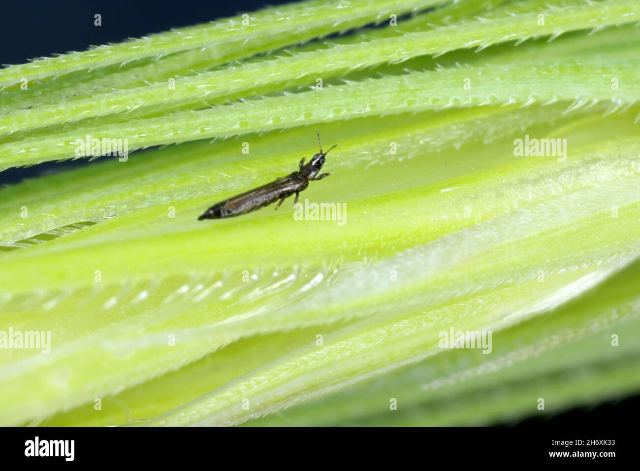 Thrips Thysanoptera auf Getreide. Es ist eine gefährliche Schädlingsbefall von Kulturen. Stockfoto