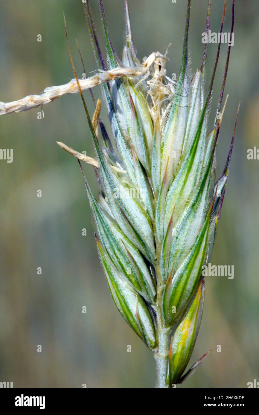 Getreidepflanzen, die durch Thrips Thysanoptera beschädigt werden. Es ist eine gefährliche Schädlingsbefall von Kulturen. Stockfoto