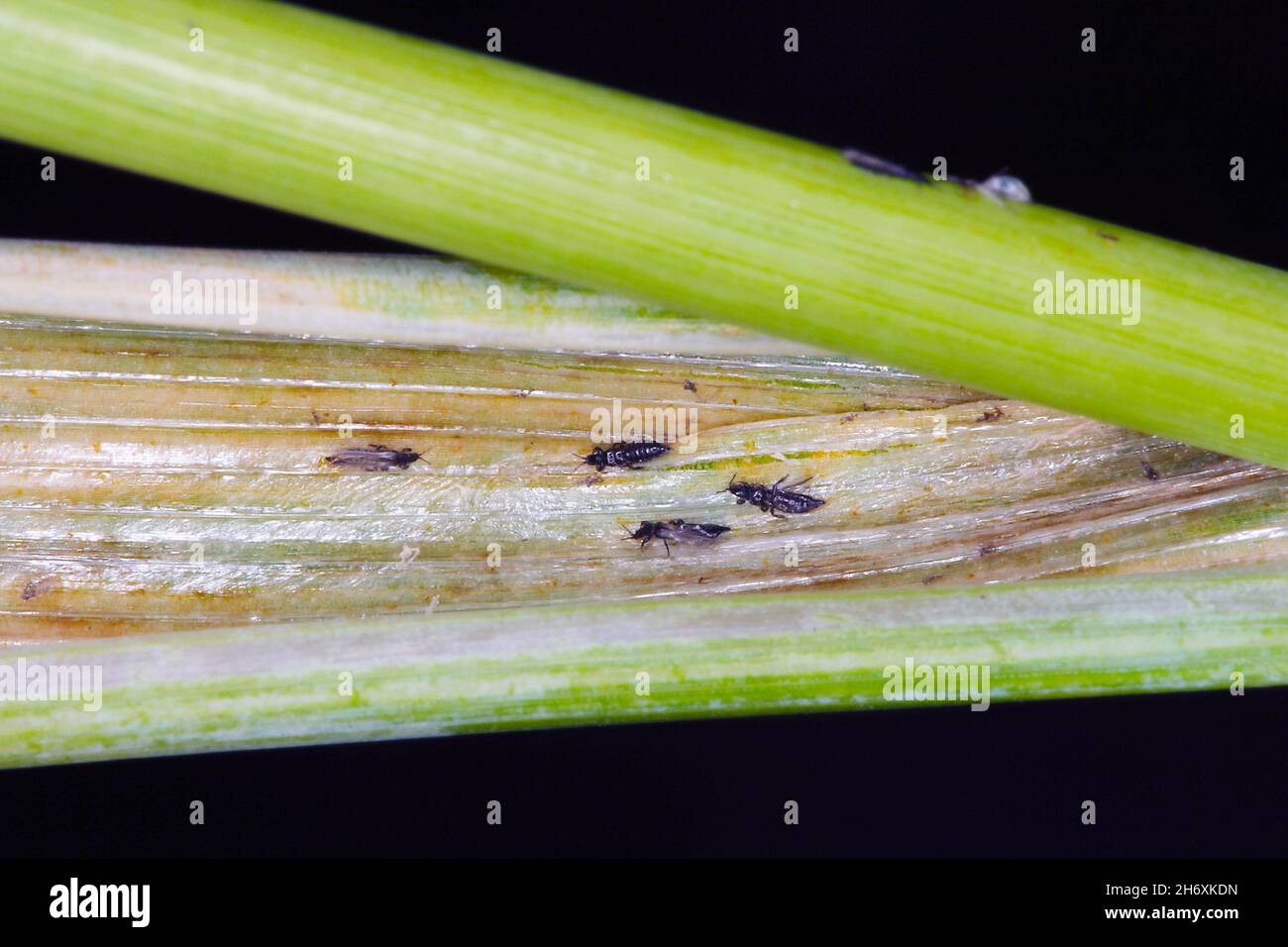 Thrips Thysanoptera auf Getreide. Es ist eine gefährliche Schädlingsbefall von Kulturen. Stockfoto