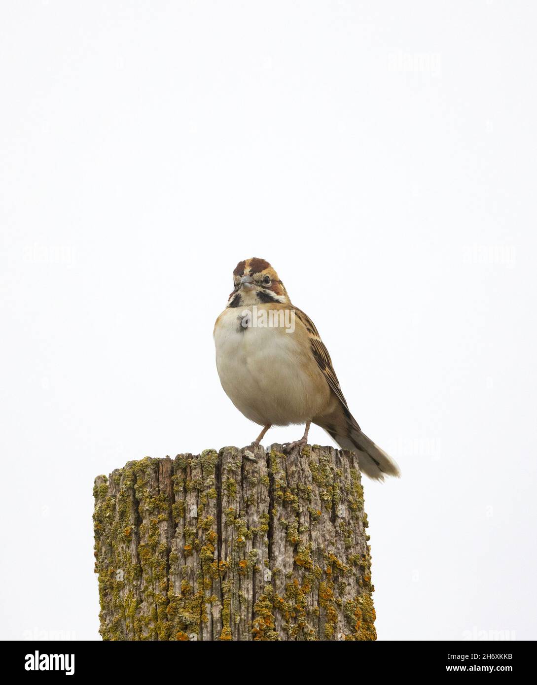 Lerche Sparrow Hi-Key Stockfoto