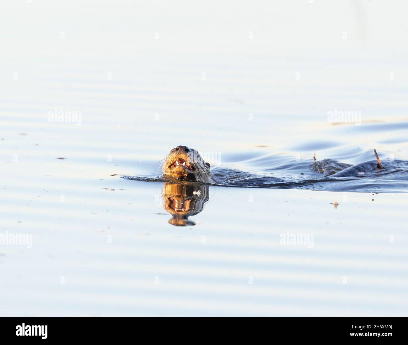Schwimmen Mit Flussotter Stockfoto
