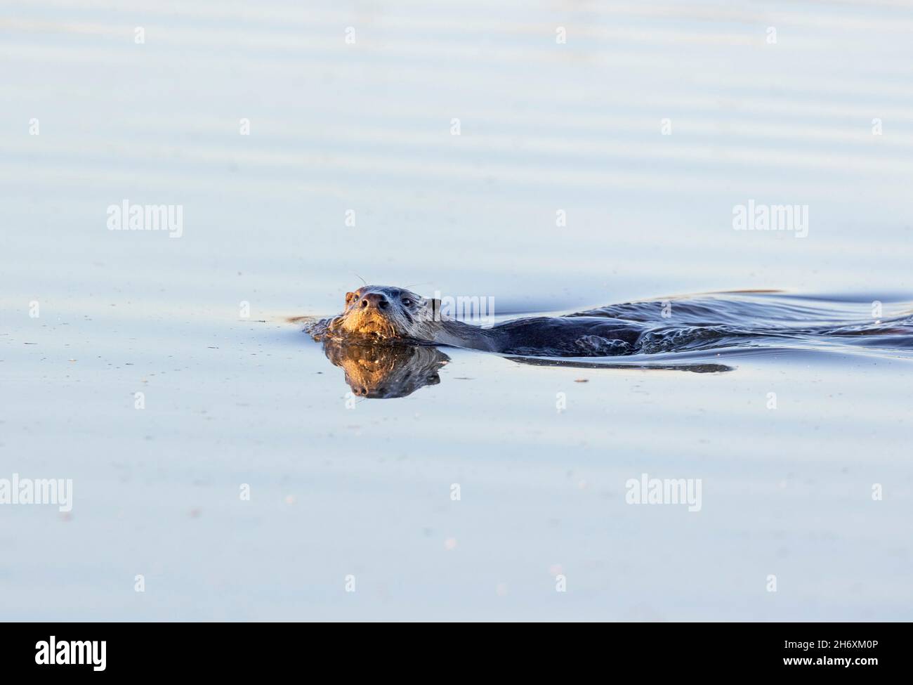 Schwimmen Mit Flussotter Stockfoto