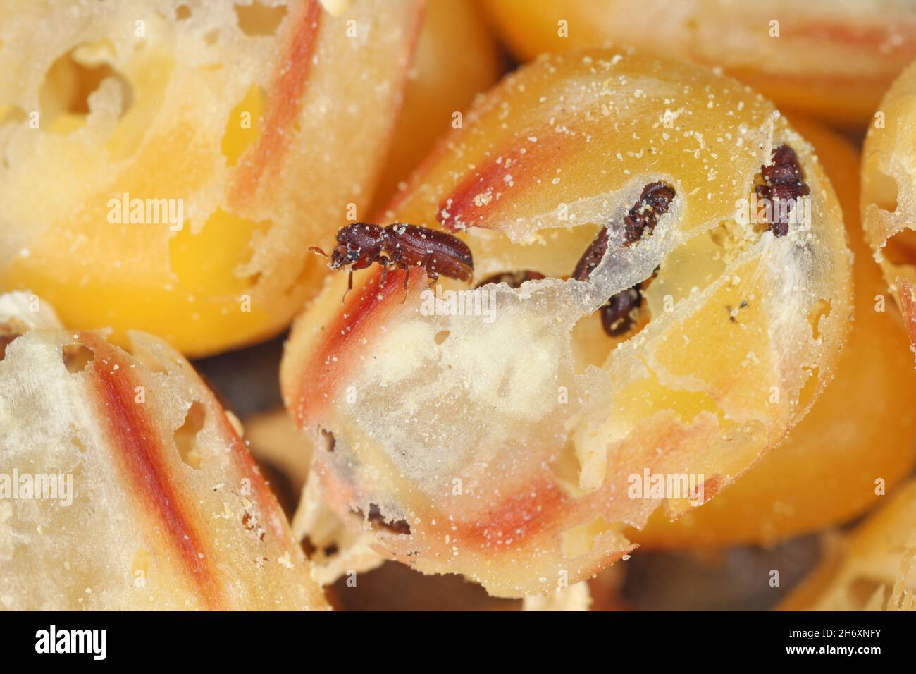 Maiskörner, die von Rhyzopertha dominica beschädigt werden, sind häufig als kleinere Borer bekannt. Es handelt sich um eine gefährliche Schädlingsbefall von gelagerten Getreidekörnern, einschließlich Mais. Stockfoto