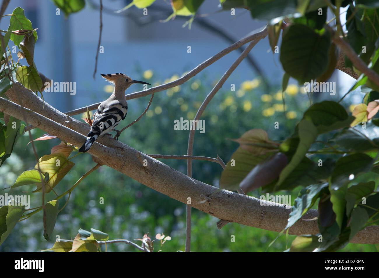 Eurasischer Wiedehopf oder gewöhnlicher Wiedehopf Upupa epops am Ast, Vogel mit orangefarbenem Wappen. Der wunderschöne Haubenvogel in der Natur Stockfoto