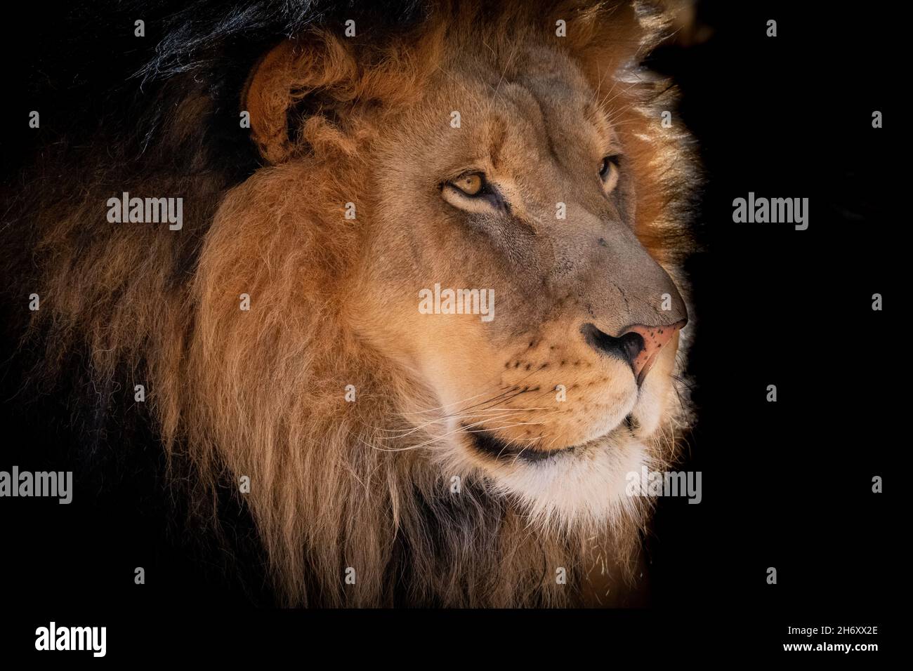 Männlicher Löwe (Panthera leo) im ABQ BioPark in Albuquerque, New Mexico Stockfoto
