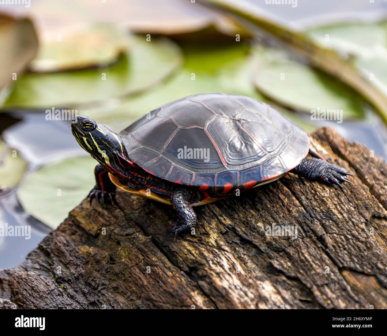 Gemalte schildkröte attraktive amphibie Stockfotos und bilder Kaufen