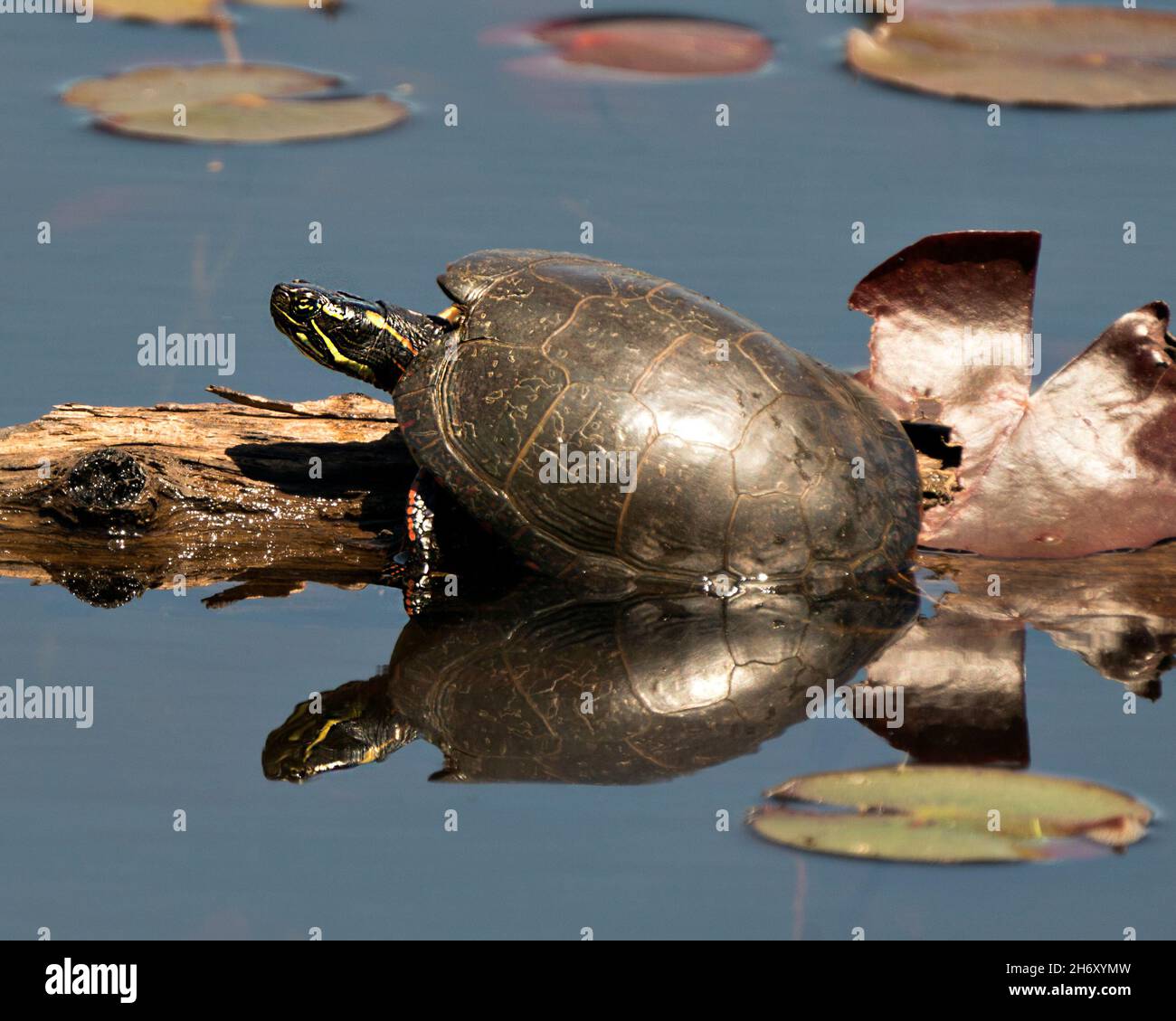 Gemalte Schildkröte auf einem Baumstamm im Teich mit Seerosenunterlage Teich, Seerosen, Moos und zeigt ihre Schildkrötenschale, Kopf, Pfoten in seiner Umgebung und Lebensraum. Stockfoto