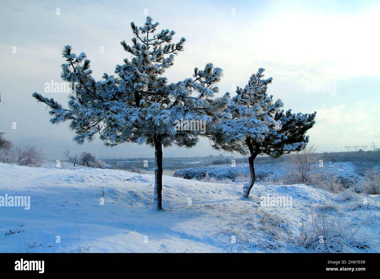 Zwei Pinien im Schnee bedeckt mit Frost. Stockfoto