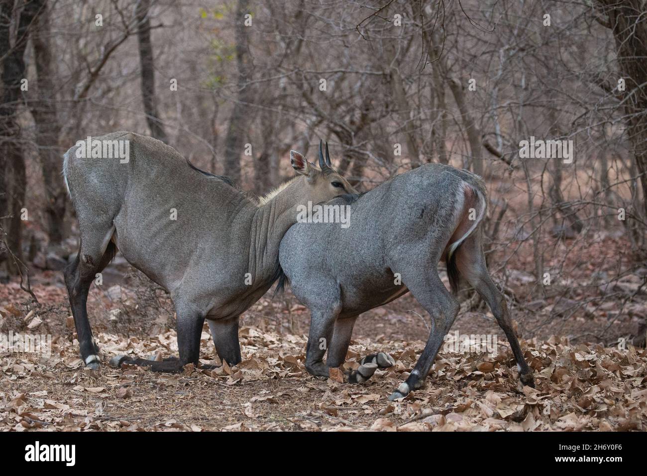 Schöne und größte asiatische Antilope Nilgai Männchen kämpfen in der Natur Lebensraum. Große Männer kämpfen. Indische Wildtiere. Blue Bull Paarungszeit. Stockfoto