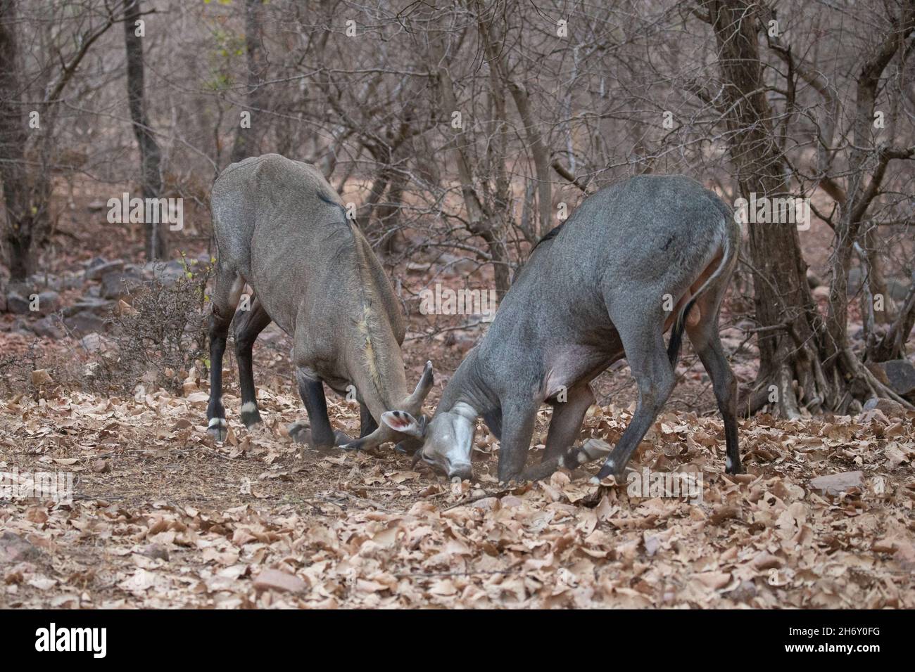 Schöne und größte asiatische Antilope Nilgai Männchen kämpfen in der Natur Lebensraum. Große Männer kämpfen. Indische Wildtiere. Blue Bull Paarungszeit. Stockfoto