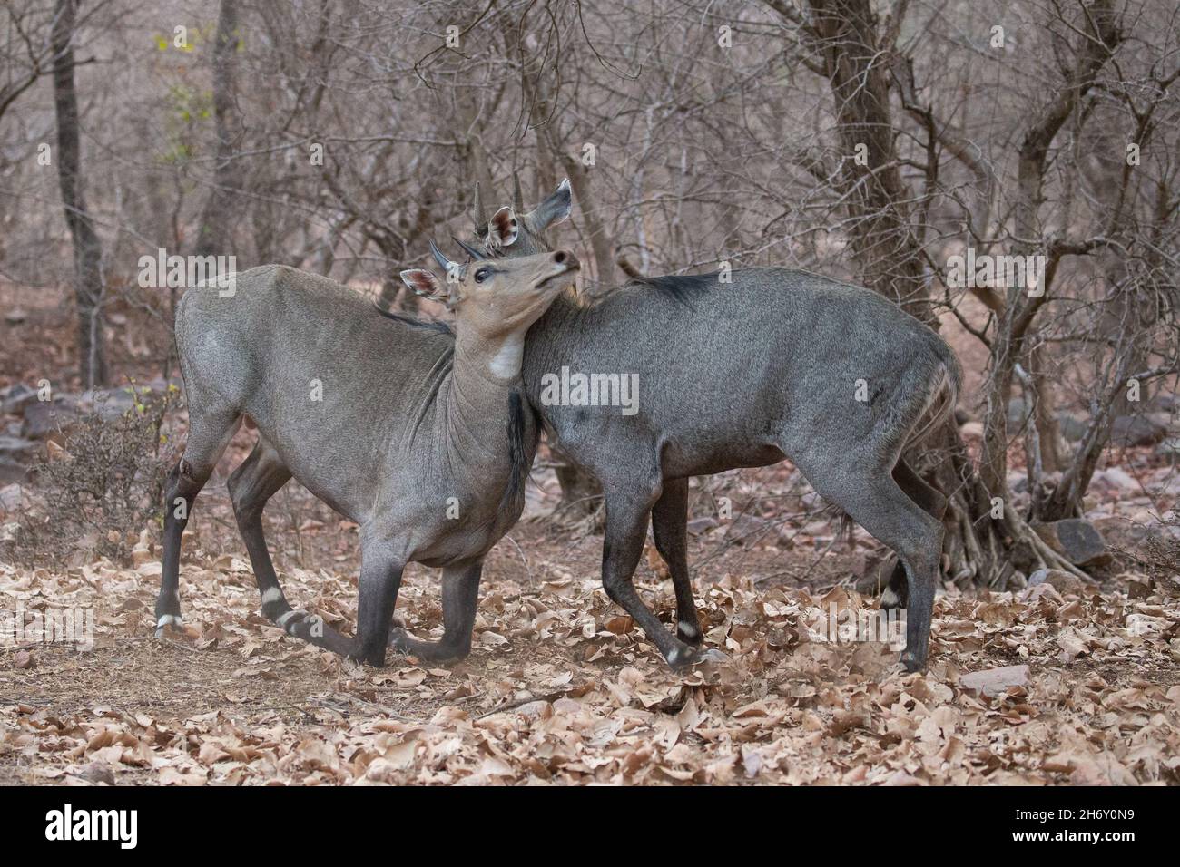 Schöne und größte asiatische Antilope Nilgai Männchen kämpfen in der Natur Lebensraum. Große Männer kämpfen. Indische Wildtiere. Blue Bull Paarungszeit. Stockfoto