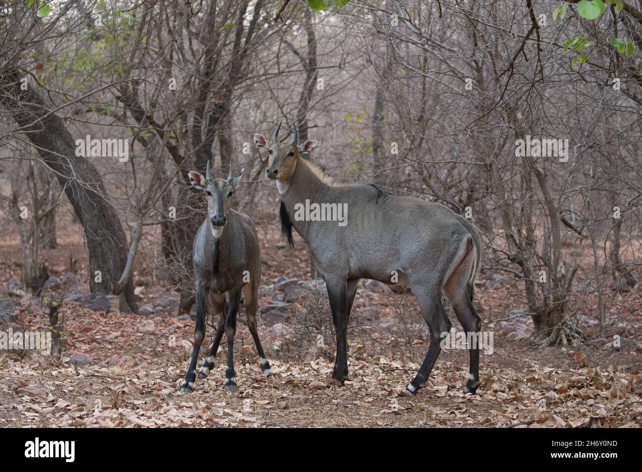Schöne und größte asiatische Antilope Nilgai Männchen kämpfen in der Natur Lebensraum. Große Männer kämpfen. Indische Wildtiere. Blue Bull Paarungszeit. Stockfoto