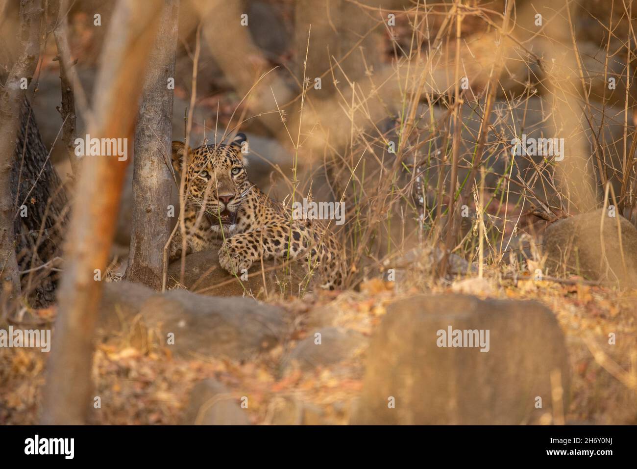 Indischer Leopard im Naturlebensraum. Leopard ruht auf dem Felsen. Wildtierszene mit gefährdischem Tier. Heißer Sommer in Rajasthan, Indien. Kalte Felsen mit Stockfoto