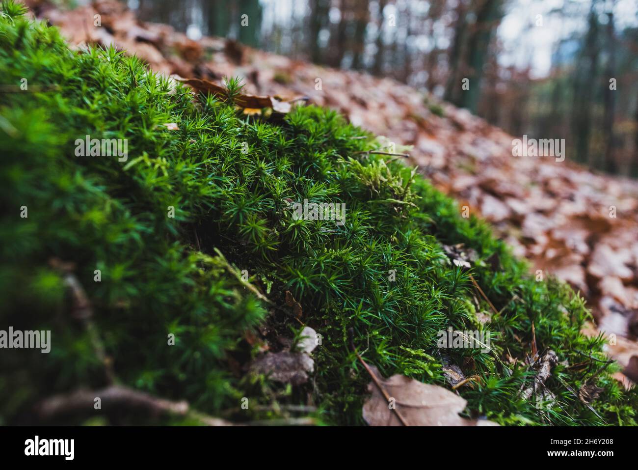Goldenes Maidenhair-Moos (Polytrichum commune) im Wald Stockfoto