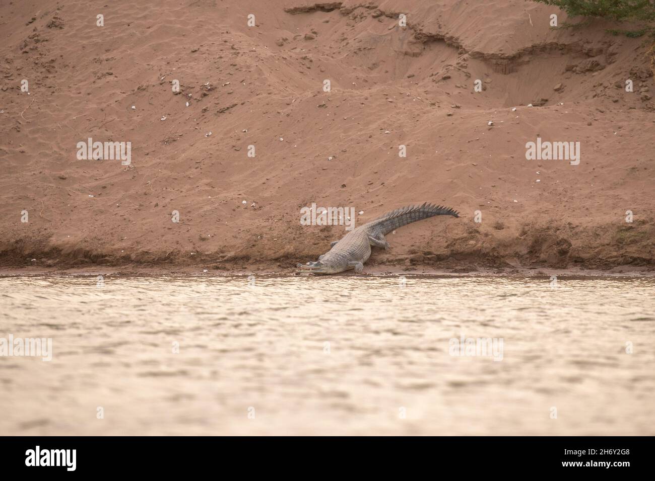 Indische Gaviale in der Natur Lebensraum, chambal River Sanctuary, Gavialis gangeticus, sehr bedrohte Arten der indischen Tierwelt, Indien. Stockfoto