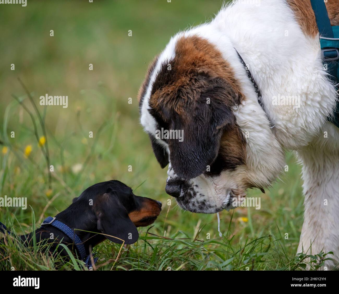 Miniatur glatter Dachshund trifft auf Saint Bernard Stockfoto
