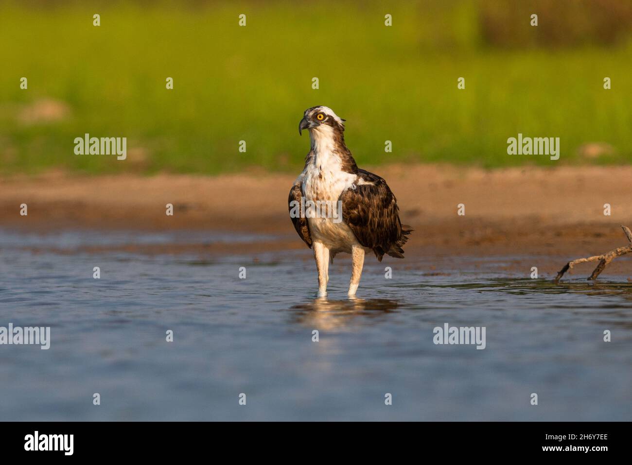Ein Fischadler (Pandion haliaetus) an einem Flussufer im Pantanal, Brasilien Stockfoto