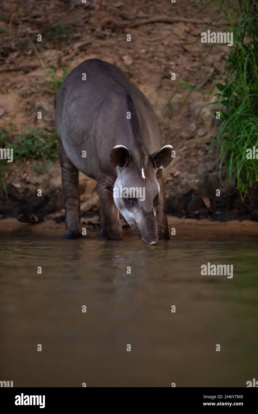 Ein Flachland-Tapir (Tapirus terrestris), der aus einem Fluss im Norden von Pantanal, Brasilien, trinkt Stockfoto