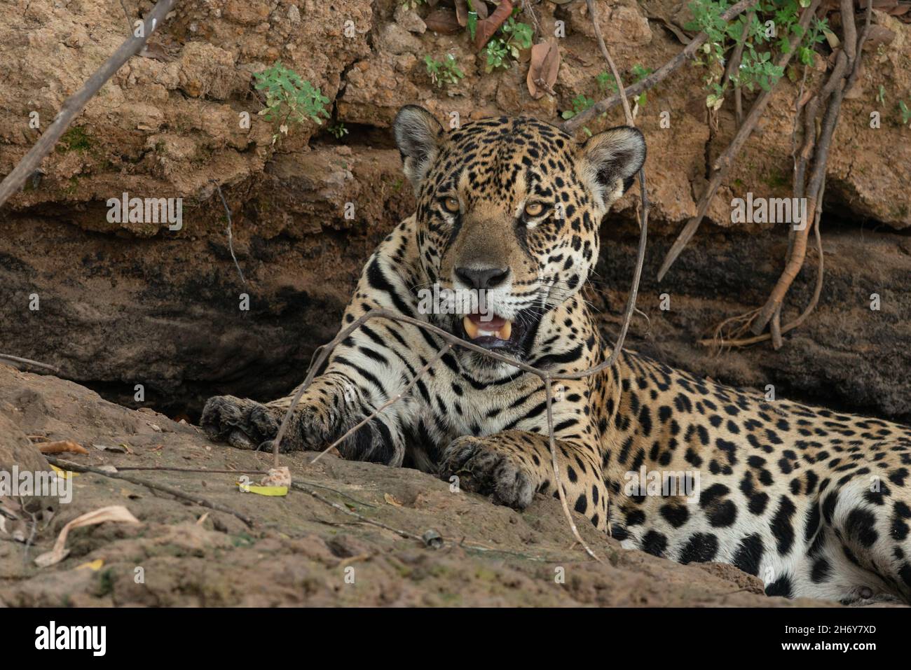 Eine wilde Jaguar von Nord Pantanal, Brasilien Stockfoto